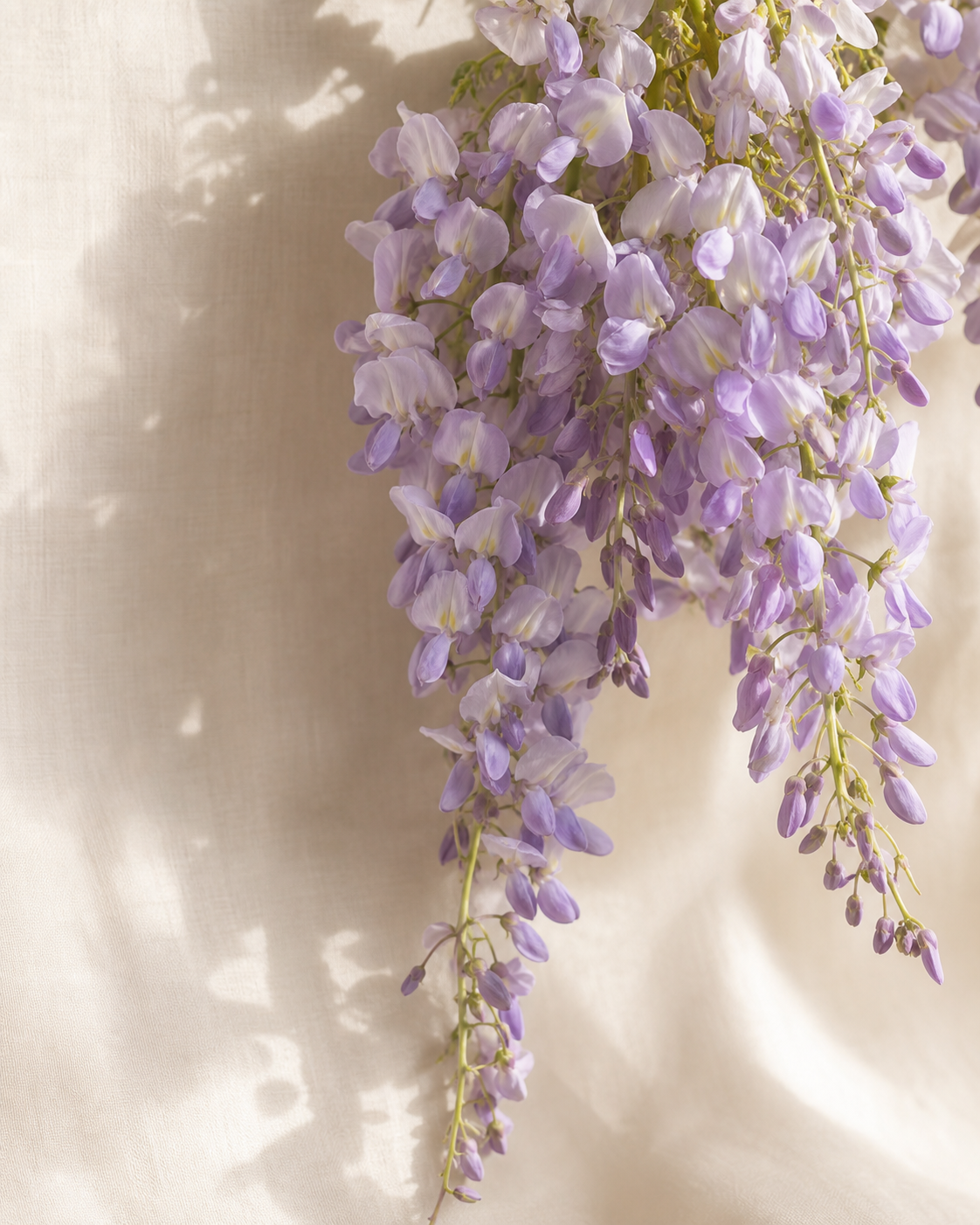 Wisteria